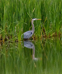 Great Blue Heron at Manitou Lake