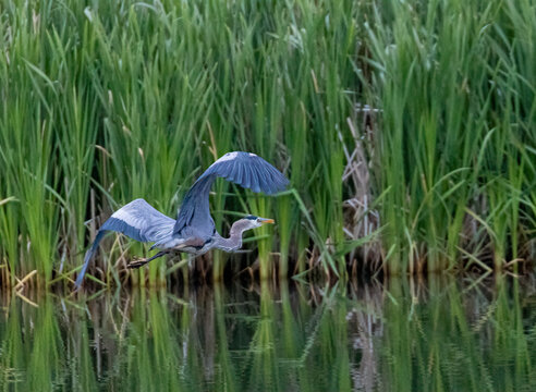 Great Blue Heron At Manitou Lake