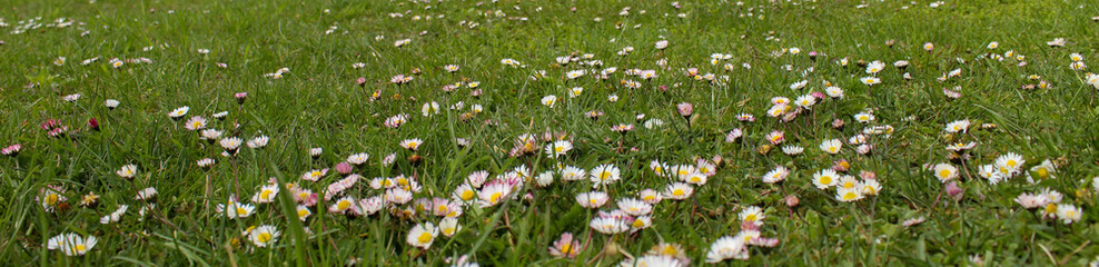 Banner. Lawn with daisies. A group of beautiful daisy flowers on the lawn. Lawn daisies. Bellis perennis. © Mahir