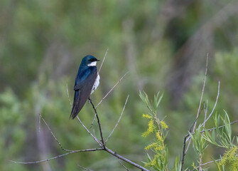 Tree Swallow
