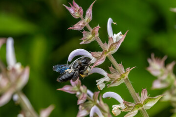 Holzbiene an Muskatellersalbei