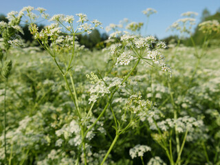 Fototapeta premium wild meadow of Anthriscus flowers