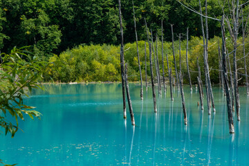 緑の木々を写す青い池の湖面
