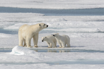 Naklejka na ściany i meble Wild polar bear (Ursus maritimus) mother and cub on the pack ice