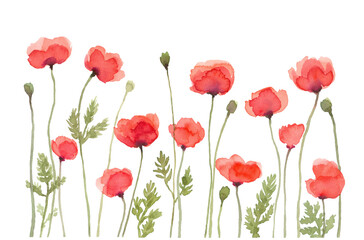 Obraz na płótnie Canvas Red Poppy Flowers Watercolor Painting, Hand Drawn and Painted Isolated on White Background