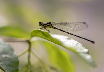 Fototapeta premium close up of a dragonfly