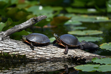 Fototapeta na wymiar turtles in the pond