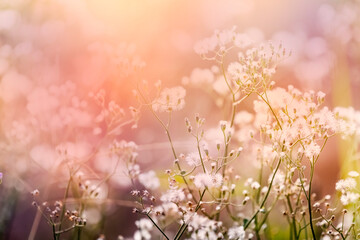 Obraz na płótnie Canvas spring meadow with flowers