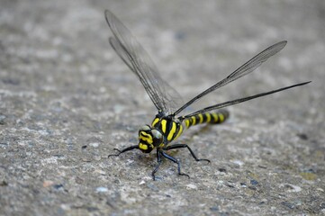 a large yellow dragonfly on concrete