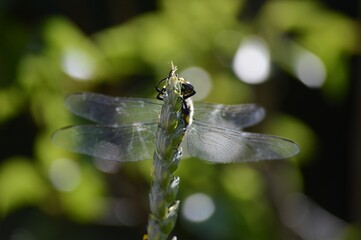 a large yellow dragonfly on wheat