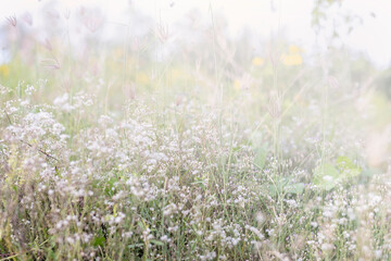 This is the grass flowers and light.