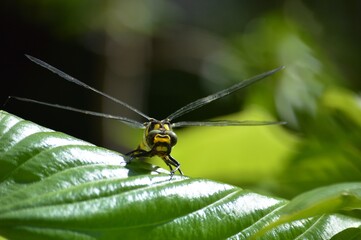 a large yellow dragonfly on a leaf