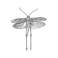 Isolated vector illustration locust, grasshopper on a white background. Insect for coloring, logo, emblem, agrarians, taxidermist