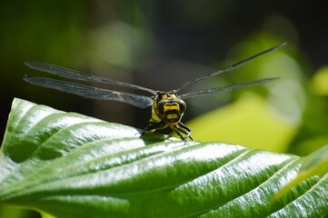 a large yellow dragonfly on a leaf