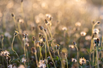 This is the grass flowers and light.