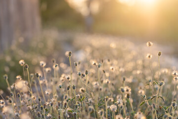 This is the grass flowers and light.