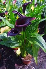 Beautiful calla, calla lilies flowers and green leaves on the pot in natural daylightlight background