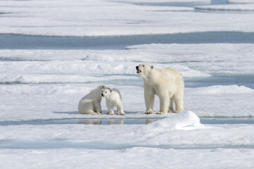 Fototapeta na wymiar Wild polar bear (Ursus maritimus) mother and cub on the pack ice