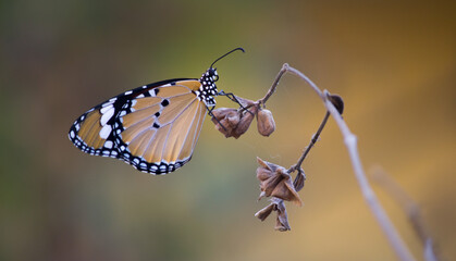 plain tiger butterfly.