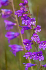 Fototapeta na wymiar Wildflowers in the Pike National Forest