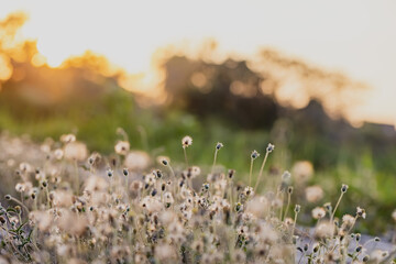 This is the grass flowers and light.