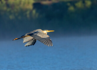 Great Blue Heron at Manitou Lake