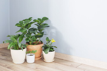 plants in pots on wooden floor indoor