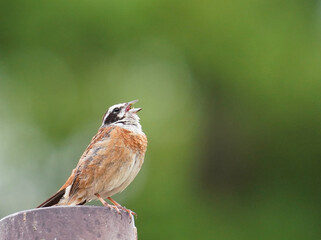 ホオジロの囀り