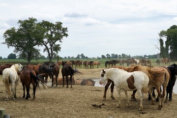 Fototapeta premium herd of horses