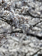 行方を満たす桜並木