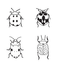 Naklejka premium Vector illustration. Drawing of bugs.