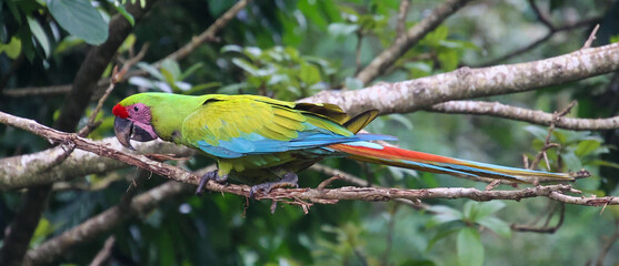 green winged macaw