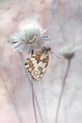 Motyl Polowiec Szachownica, Suchokwiat, Melanargia galathea