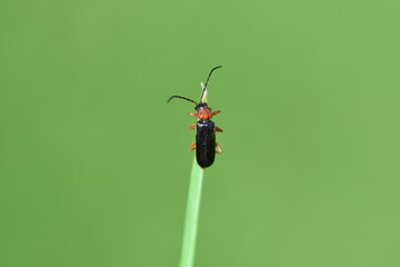 a small red and black soft beetle (Cantharis pellucida) climbs on a blade of grass against a green...