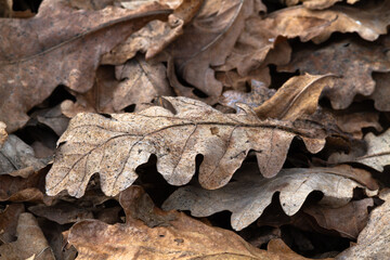 fallen oak leaves lie on the ground