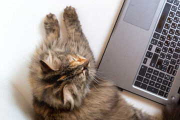 Fluffy cat laying relaxed near the laptop