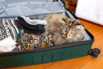 Cat sitting in the luggage. Kitten getting ready for a trip