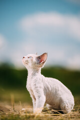 Sweet Devon Rex Cat Funny Curious Young White Devon Rex Kitten In Grass. Short-haired Cat Of English Breed. Very Small Lovely Pets Lovely Cats