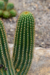 Cactus echinopsis, Echinopsis schickendantzii