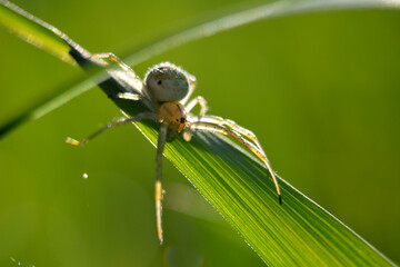 grasshopper on leaf