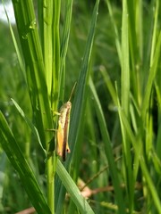 Grasshopper on the grass with morning dew.