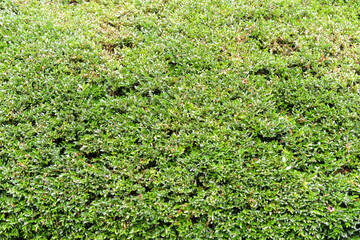 Chèvrefeuille à cupule, Lonicera pileata