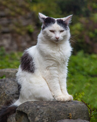 Black and white cat sitting on a wall