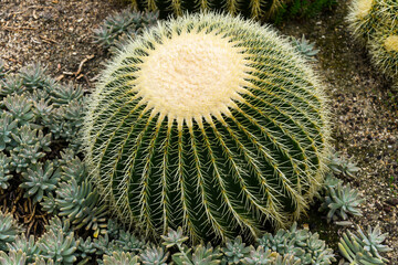 coussin de belle mère, Echinocactus Grusonii