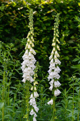 Digitale, Digitalis grandiflora