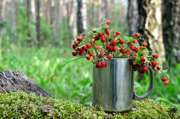 Naklejka na ściany i meble Wild strawberry in the forest. Bouquet of fresh wild strawberries on a background of green leaves and trees in the wildlife. Sweet and healthy red wild berry.