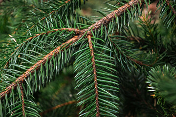 pine tree branches