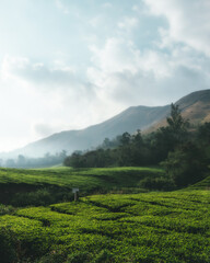 Obraz premium tea plantations in the mountains of munnar