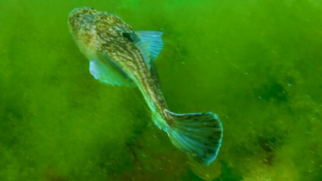 The Atlantic stargazer (Uranoscopus scaber), dangerous poisonous fish of the Black Sea.