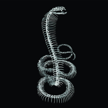 cobra bones snake wo design vector illustration for use in design and print poster canvas